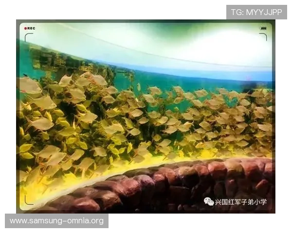 金鲨银鲨：海底宝藏的传奇追寻与海洋生态的奇异奥秘探索之旅